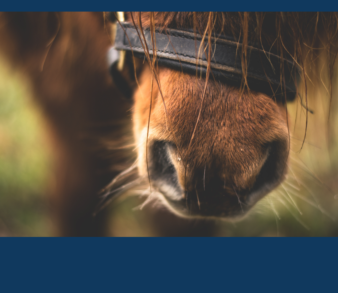 Gebitsverzorging bij paarden door PreVet