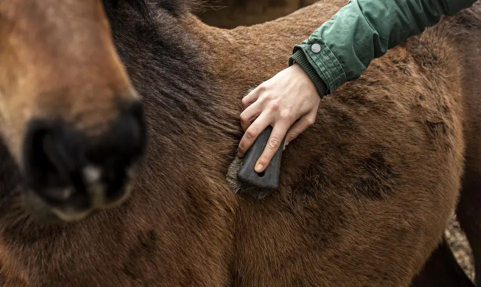 Onderhouden van de vacht bij een paard
