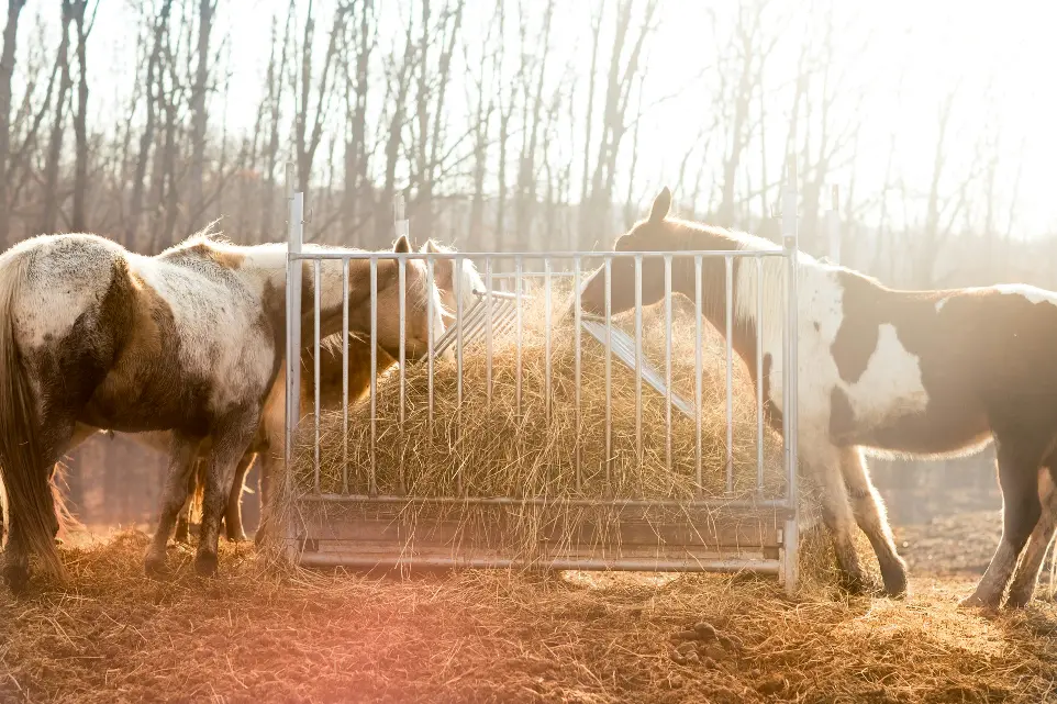 Paarden met gezond gebit na gebitsverzorging
