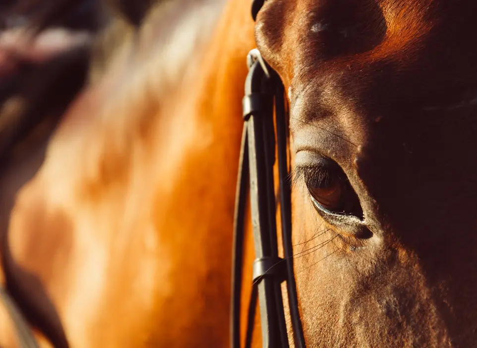 Verlichting van spanning & pijn bij paarden